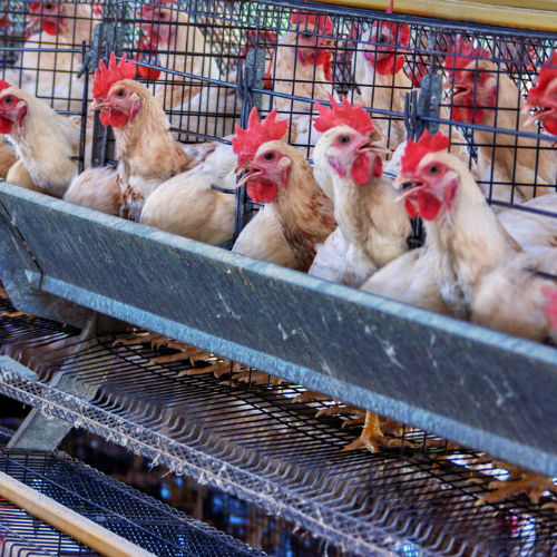 Il modello intensivo è malato: ecco perche'