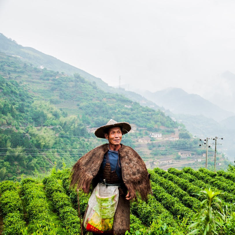 La Geopolitica del tè: tra tradizione, economia e sfide globali