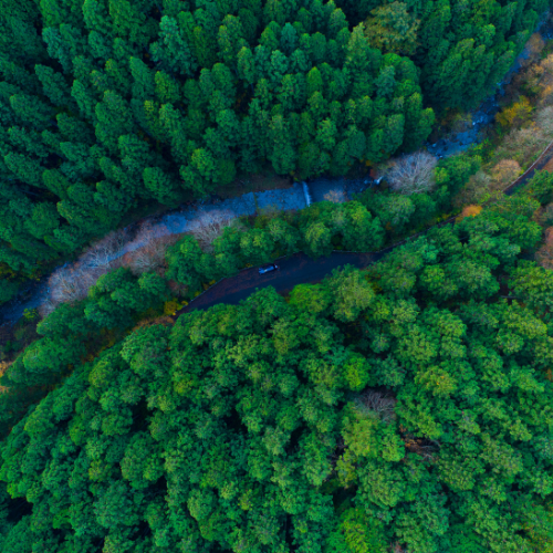 La salvaguardia delle foreste e il loro ruolo nella lotta ai cambiamenti climatici: intervista a Giorgio Vacchiano